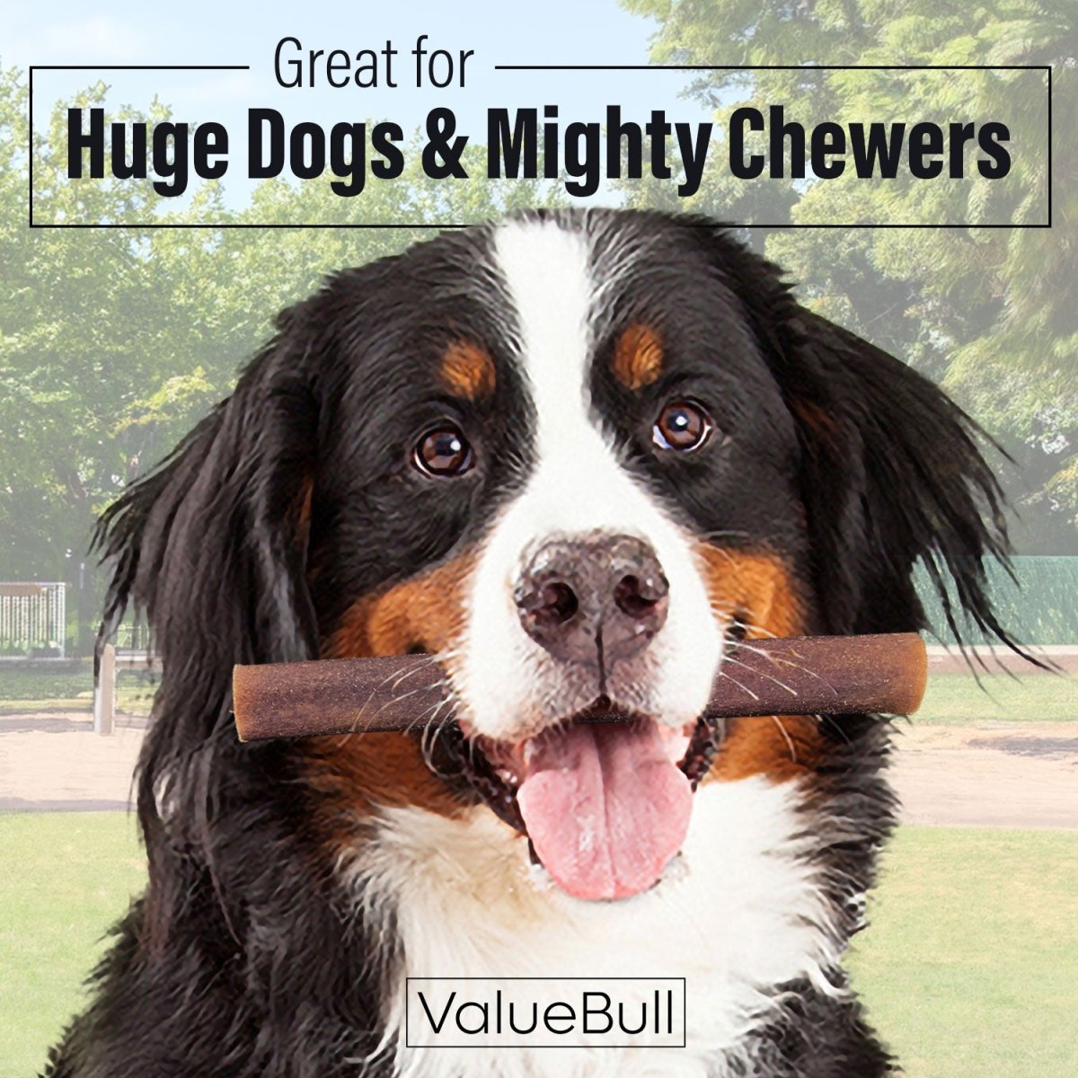 ValueBull Collagen Sticks for Dogs, 6 Inch Super Jumbo Chews, Natural Long-Lasting Dog Treats, 25 Count